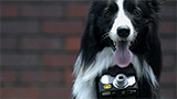 Foto da cani (emozionati) per Nikon