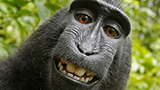Selfie del macaco Naruto: in vista una svolta sulla spassosa vicenda del copyright