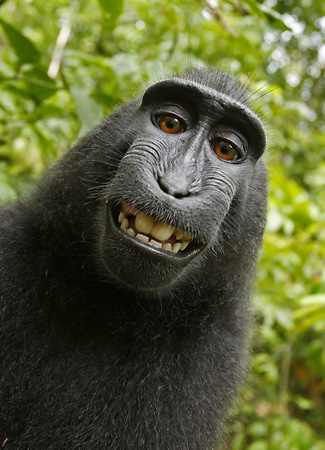 Naruto, selfie della scimmia - monkey selfie