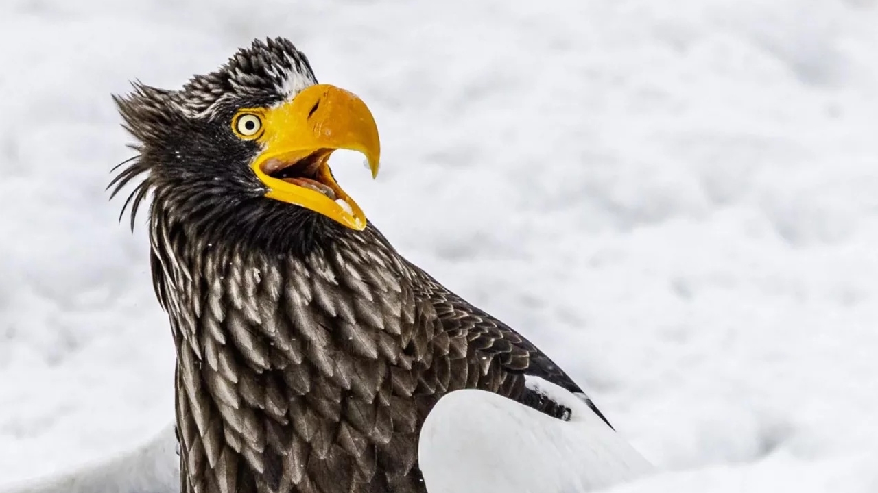 Nikon Comedy Wildlife 2025: le immagini dei finalisti del concorso dove i simpatici animali sono protagonisti