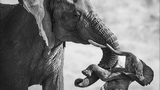 Federico Veronesi vince i Wildlife Photographer of the Year 2026 con la foto del lutto di un'elefantessa