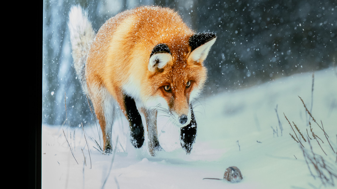 Torna a Milano la mostra del Wildlife Photographer of the Year ...