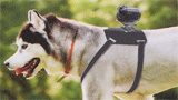Foto da cani con il nuovo accessorio Sony