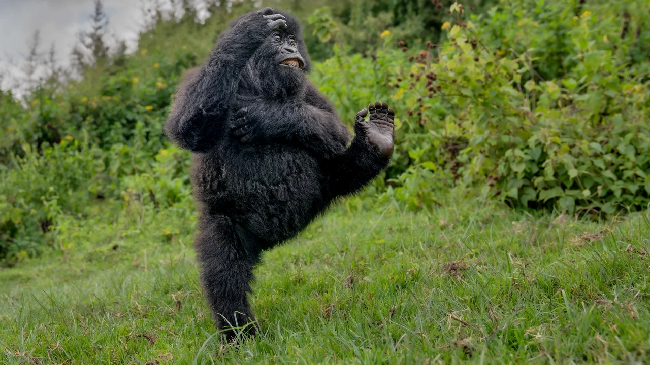 Il gorilla che ''batte il cinque'' &egrave; la foto vincitrice dei Nikon Comedy Wildlife Awards 2025