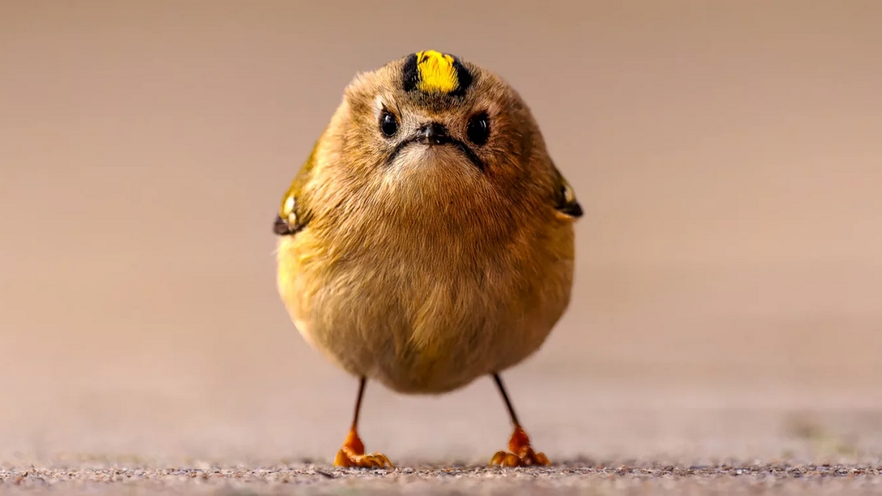 Nikon Comedy Wildlife Awards 2026: le foto finaliste del concorso sugli ...