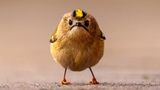 Nikon Comedy Wildlife Awards 2026: le foto finaliste del concorso sugli animali pi&ugrave; divertente del Web
