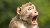 La foto della scimmia dolorante vince i Comedy Wildlife Photography Awards 2021