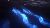Una Sony A7S II per catturare delfini e bioluminescenza: il video è splendente