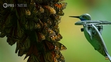Un drone a forma di colibrì riprende le farfalle monarca come mai prima!