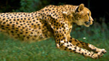 National Geographic ha ripreso la corsa di un ghepardo a 1200 fps