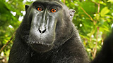Scimmia si scatta un selfie e scoppia la polemica: di chi sono i diritti d'autore?