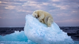 L'orso polare addormentato è la fotografia vincitrice del concorso Wildlife Photographer of the Year 2023