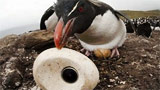 BBC: telecamere camuffate per filmare un documentario sui pinguini in Antartide