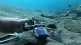 Il curioso video di un polpo che cerca di rubare una GoPro