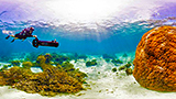 Spettacolari panoramiche subacquee possono aiutare a preservare la barriera corallina