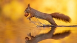 Le fotografie dello scoiattolo che sembra camminare sull'acqua