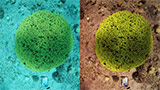 Sea-trhu, l'algoritmo che restituisce i colori alla barriera corallina, senza Photoshop