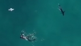 Il pilota di un drone aiuta a salvare un subacqueo dall'attacco di uno squalo mako