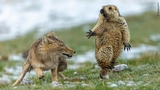 La foto della marmotta spaventata vince i Wildlife Photographer of the Year 2019