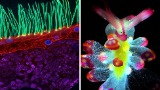Nikon squalifica il vincitore di Small World in Motion per l'uso dell'IA generativa