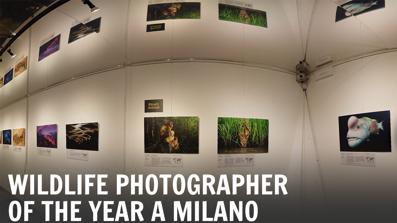 La mostra Wildlife Photographer of the Year 2018 sbarca a Milano ...