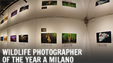 La mostra Wildlife Photographer of the Year 2018 sbarca a Milano 