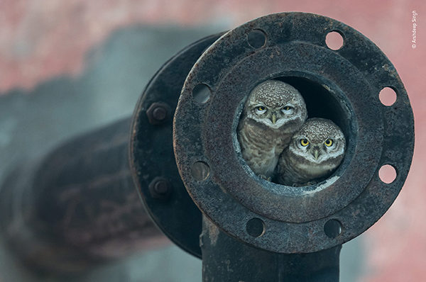 La mostra Wildlife Photographer of the Year 2018 sbarca a Milano ...