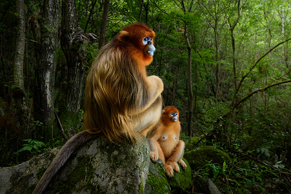 La mostra Wildlife Photographer of the Year 2018 sbarca a Milano ...