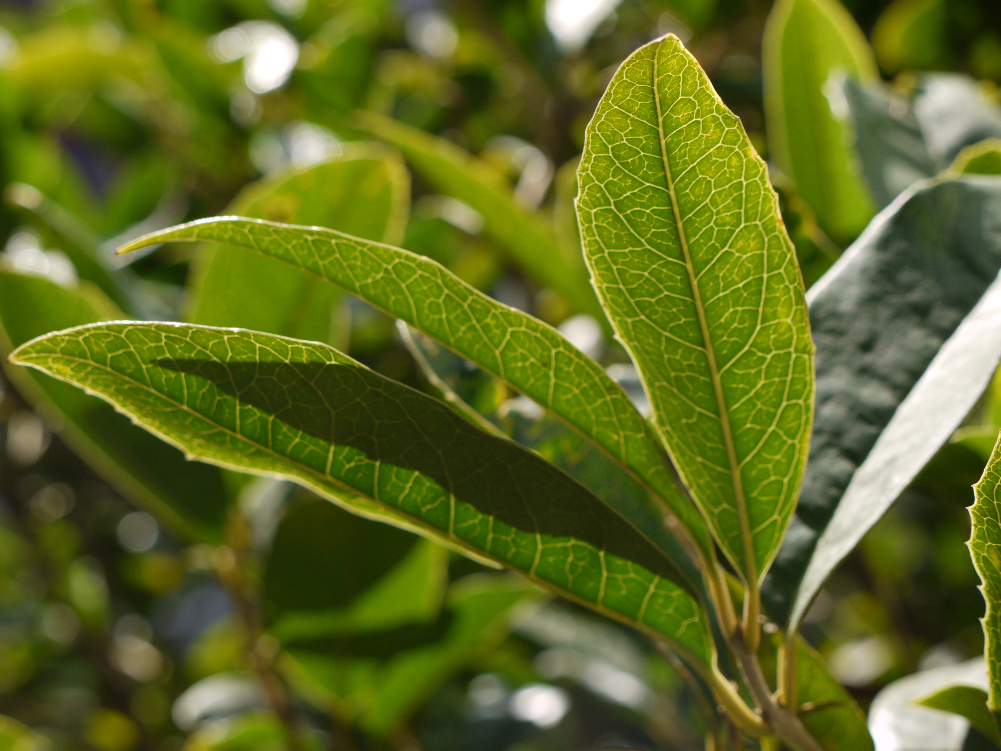 + Immagine ingrandita +