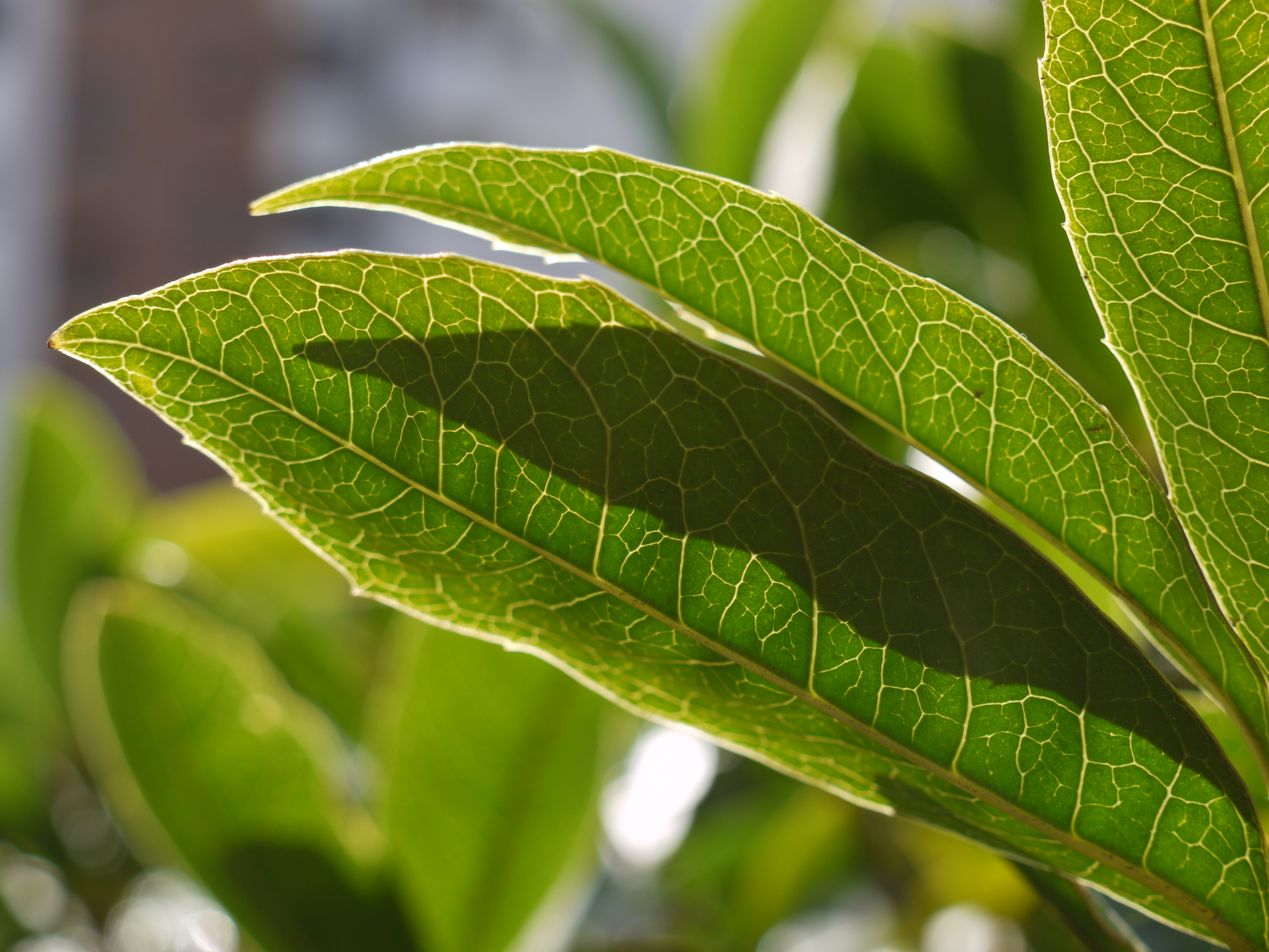 + Immagine ingrandita +